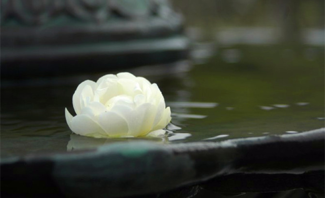 任憑風(fēng)浪起 鹿鼎策劃讓您穩(wěn)坐釣魚(yú)船